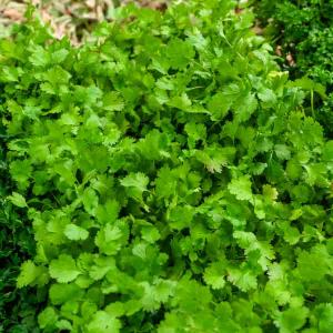 Coriandre Cultivée - BIO